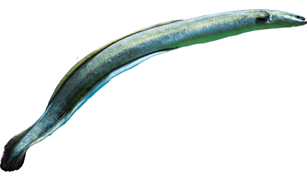 Animated Eel