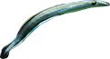 Animated Eel