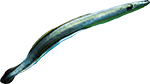 Animated Eel